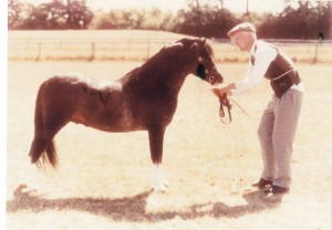 Teifi Shadow Roll Sld as a foal to Essex and was Supreme Champion as a yearling