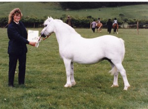 Trefaes Perl - Progeny winner at RWS